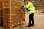 Sp&uuml;rnasen im Zolldienst. Fahnder sucht Bananenkartons nach versteckten Drogen ab.