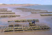 Wenn Ebbe herrscht, fahren die M&auml;nner von Deutschlands einziger Austernfarm hinaus, um die &bdquo;Sylter Royal&ldquo; einzusammeln.