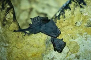 Fledermaus im Biosph&auml;renreservat Calakmul.