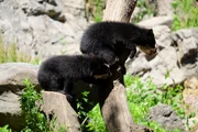 A female Andean bear and her cubs on exhibit at Queens Zoo.