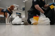 K-9 Snoopee steht neben mehreren religi&ouml;sen Santeria-Artikeln, nachdem er sie im Gep&auml;ck eines Passagiers in Miami, Florida, gefunden hat (National Geographic)