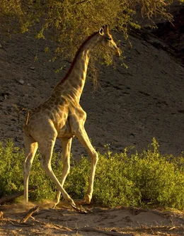Junge Giraffe im Galopp - erwachsene Tiere erreichen Spitzengeschwindigkeiten von bis zu 60 km/h.  +++ Die Verwendung des sendungsbezogenen Materials ist nur mit dem Hinweis und Verlinkung auf RTL+ gestattet. +++