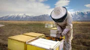 Die Mormonen gaben sich und ihrem Staat Utah das Motto der Bienen: fleißig sein, nie rasten. Vielleicht finden sich deshalb um Salt Lake City herum so viele Bienenzüchter. Imker Dustin Dusenberry mit seinen Bienen. Die Mormonen gaben sich und ihrem Staat Utah das Motto der Bienen: fleißig sein, nie rasten. Vielleicht finden sich deshalb um Salt Lake City herum so viele Bienenzüchter. Imker Dustin Dusenberry mit seinen Bienen.