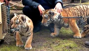 Tiger-M&auml;dchen Alisha aus dem Tierpark Berlin trifft zum ersten Mal auf Dragan im Zoo Eberswalde.
