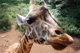 Weiche Lippen mit Tasthaare, gro&szlig;e Augen mit langen Wimpern, extrem bewegliche Ohren und seltsame H&ouml;rner - die Giraffe ist wahrlich ein einzigartiges Wesen.  +++ Die Verwendung des sendungsbezogenen Materials ist nur mit dem Hinweis und Verlinkung auf RTL+ gestattet. +++