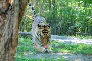 Adult tiger licking blood-cicle.