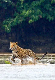 Jaguare sind nicht wasserscheu - ihre bevorzugte Beute sind Wasserschweine. Jaguare sind nicht wasserscheu - ihre bevorzugte Beute sind Wasserschweine.