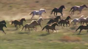 Neue Heimat f&uuml;r wilde Streuner &ndash; Das Black Hills Wild Horse Sanctuary in Hot Springs ist eine Auffangstation f&uuml;r Mustangs.