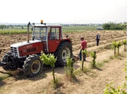DER WINZERK&Ouml;NIG II. STAFFEL FOLGE 15, "B&ouml;ses Spiel". Damit "Stickler & Stickler" wieder schwarze Zahlen schreibt, wollen Thomas (Harald Krassnitzer) und sein Sohn Paul (vorne) EU-F&ouml;rdergelder nutzen, alte Rebst&ouml;cke roden und daf&uuml;r neue Weinsorten anbauen.