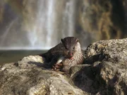 Ein Otter nach erfolgreicher Jagd.
