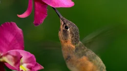Kolibri.
