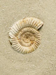 Fossil of ammonite