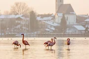 Flamingos im Chiemsee.