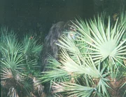 A photograph of a mysterious creature known in Florida as the Myakka skunk ape. A photograph of a mysterious creature known in Florida as the Myakka skunk ape.