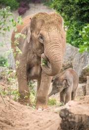 Die Elefantendame Thi und ihr Elefantenbaby Anjan.