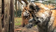 Tigerjunge Dragan lebt im Zoo Eberswalde.