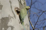 Das Weibchen des Halsbandsittichs inspiziert die Baumhöhle einer Platane im Stadtpark. Das Weibchen des Halsbandsittichs inspiziert die Baumhöhle einer Platane im Stadtpark.
