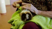 Auch im Seniorenheim wird tiergestützte Therapie eingesetzt: Eine Bewohnerin kümmert sich um ein Meerschweinchen.