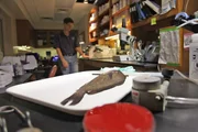 Dr. Andrew Goodwin prepares to perform a fish autopsy in his laboratory.
