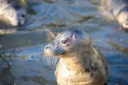 Three seals on the water.