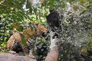Jaguardame Negra hat Nachwuchs bekommen - un das völlig unerwartet! Ganz heimlich hat sie in einer Ecke des Innen Geheges zwei kleine Babys zur Welt gebracht: das eine schwarz wie sie und das andere gefleckt wie Vater Yellow, der kurzerhand erstmal ausquartiert werden musste. Alle sind begeistert: Negra kümmert sich liebevoll um ihre Jungen und genießt das Mutterglück in vollen Zügen. Jaguardame Negra hat Nachwuchs bekommen - un das völlig unerwartet! Ganz heimlich hat sie in einer Ecke des Innen Geheges zwei kleine Babys zur Welt gebracht: das eine schwarz wie sie und das andere gefleckt wie Vater Yellow, der kurzerhand erstmal ausquartiert werden musste. Alle sind begeistert: Negra kümmert sich liebevoll um ihre Jungen und genießt das Mutterglück in vollen Zügen.