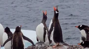 Eselspinguine