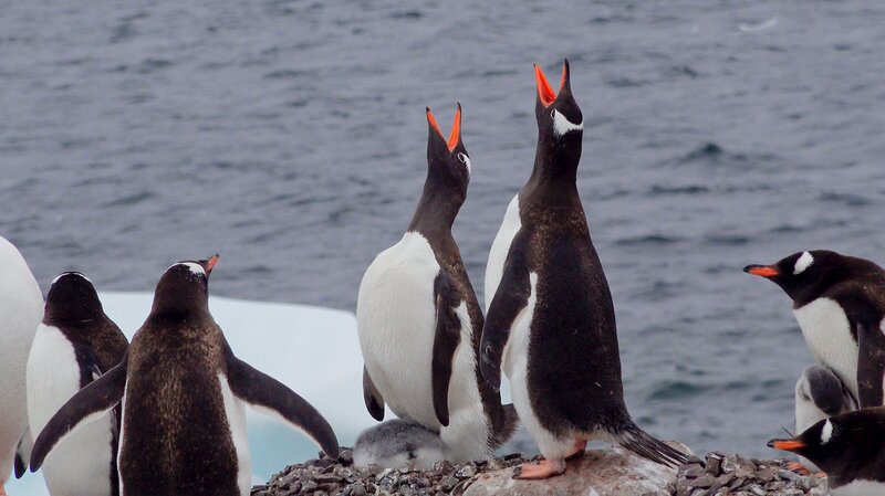 Antarktis: Der Gigant erwacht (IND, 2023)