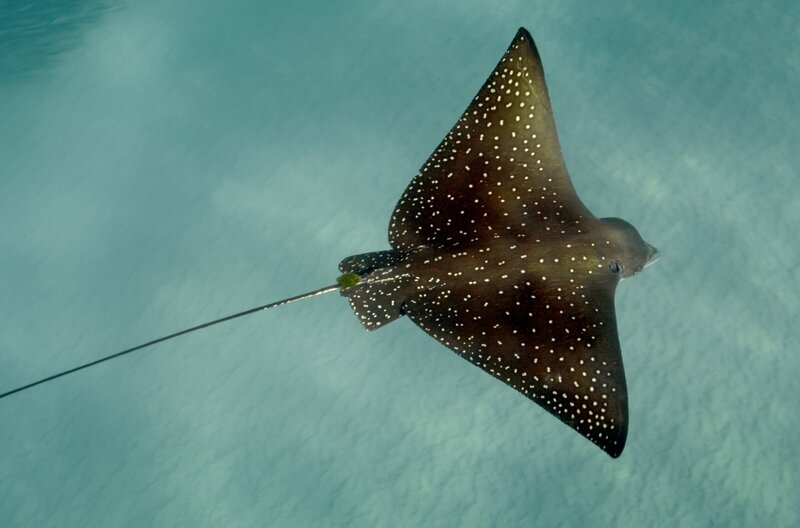 Naturwunder Hawaii, zwischen Feuer und Wasser (D, 2025)