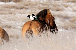 Elstern, wie diese beiden in der mongolischen Steppe, ern&auml;hren sich im Winter vorwiegend von Parasiten, wie z.B. Zecken, welche sie von Weidetieren picken. Wahrscheinlich kamen sie so auch zu ihren langen Schwanzfedern &ndash; um auf den Tieren besser balancieren zu k&ouml;nnen.