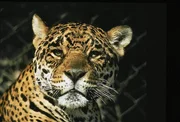Jaguar Jaguar