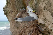 Dreizehenm&ouml;wen am Bulbjerg &ndash; D&auml;nemarks einzigem Vogelfelsen: Die Nistpl&auml;tze mit Meeresblick sind hei&szlig; begehrt.