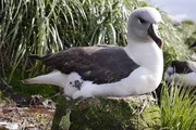 DOK - Insel der Albatrosse: Albatros-Mutter mit Küken. DOK - Insel der Albatrosse: Albatros-Mutter mit Küken.