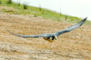Mit mehr als 300 Stundenkilometern segelt der Wanderfalke bei der Jagd durch die Luft.