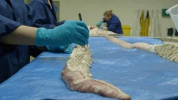 Die meisten Funde oder Sichtungen vermeintlicher Seeungeheuer lassen sich f&uuml;r Meeresbiologen schnell erkl&auml;ren. Ein so gut erhaltenes Exemplar wie dieser Riesenkraken ist trotzdem selten.