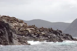 S&uuml;dliche Seeb&auml;ren bei Friar&rsquo;s Rock im S&uuml;dteil Tasmaniens.