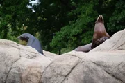 Sea lions on top of the rock.
