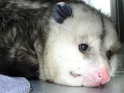 Hook the Opossum came to the clinic to be sterilized.
