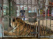 Bangkok, Thailand- Mariana van Zeller (background) visits a tiger and wildlife zoo in the outskirts of Bangkok, Thailand. (Credit: National Geographic/Muck Media)