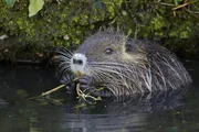Nutrias fressen gern Uferpflanzen.
