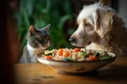 Katze und Hund vor Schüssel mit Gemüse. Können Katzen und Hunde vegan ernährt werden?