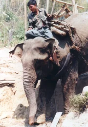 Eine Arbeitseinheit - Elefant und Ouzi in voller Ausstattung. Eine Arbeitseinheit - Elefant und Ouzi in voller Ausstattung.