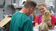 Dr. Baier and Danielle work on Tina Turner the chicken in the OR.