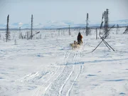Stan Zuray driving his dogsled 20 miles north of Tanana.