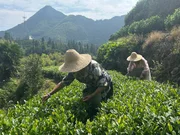 Die Einwohner im 20-Seelen-Dorf Xikeng pflanzen gr&uuml;nen Tee an.