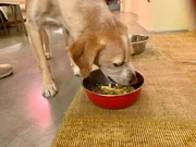 Hund Costa scheint sein veganes Tierfutter zu schmecken.