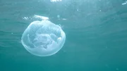 Eine Qualle in der Ostsee - dieser Anblick ist keine Seltenheit: Quallen geh&ouml;ren zu den Profiteuren des Klimawandels. Sie k&ouml;nnen sich bei der gestiegenen Wassertemperatur besser vermehren.
