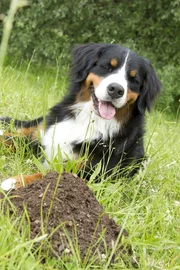 Vor Keks t&uuml;rmt sich ein kleiner Erdhaufen auf. Wer w&uuml;hlt da unter der Erde?