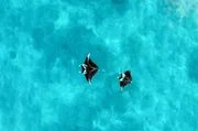 Manta-Rochen haben das gr&ouml;&szlig;te Gehirn aller Fische. Sie erreichen eine Spannweite von bis zu sieben Metern.