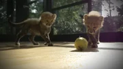 Two little cheetahs are playing