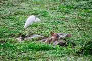 In stillen Seitenarmen ruhen sich Flusspferde und Silberreiher aus.